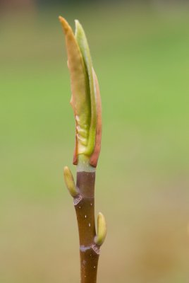 Magnolia hybr. 'Charles Coates' (m. tripretala x m. sieboldii) - šácholan - pupen jaro